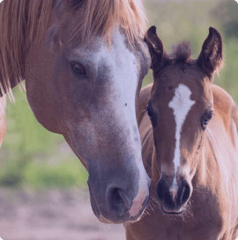 Un site web adapté pour répondre aux besoins des pros du cheval